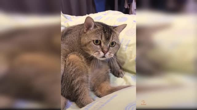 Funny Cats Jump