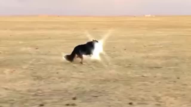 dog running like the wind