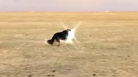 dog running like the wind
