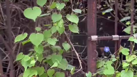 The flower climbed up the iron bars