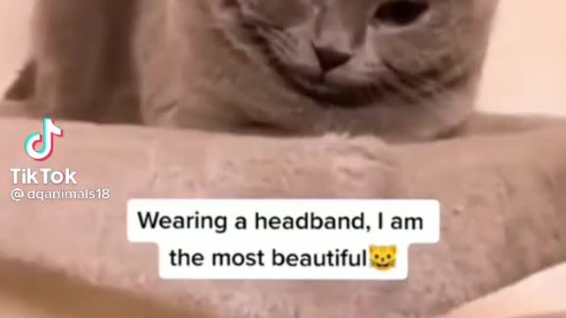 Amazing cat