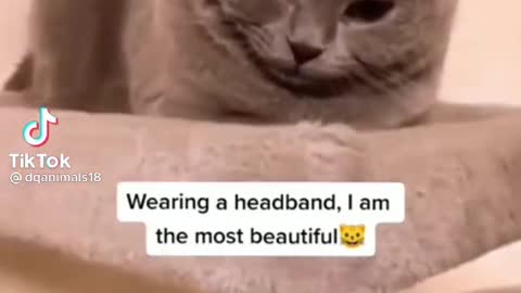 Amazing cat