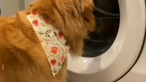 Cute dog washing cloth😮😮😮😍