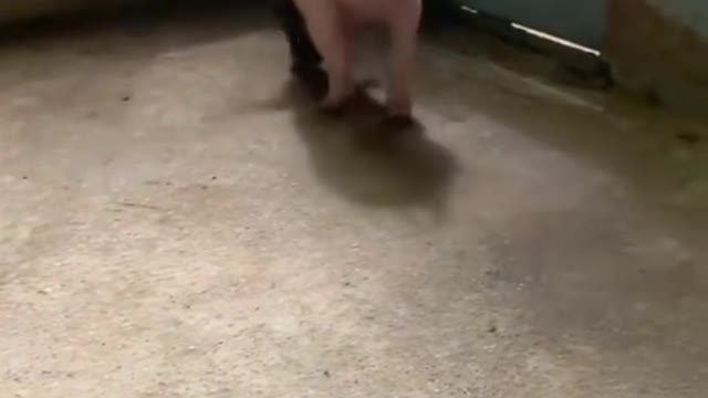 The piglet has only two legs and an extraordinary life force