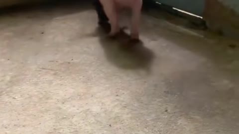 The piglet has only two legs and an extraordinary life force