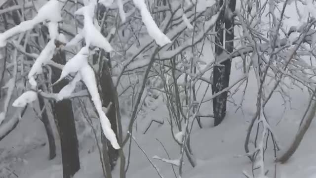 Dogs love playing in the snow in the middle of a snowstorm