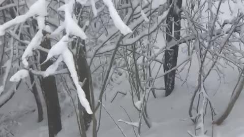 Dogs love playing in the snow in the middle of a snowstorm