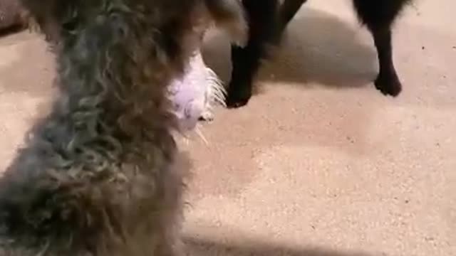 MonkeyBear not wanting to share his toy