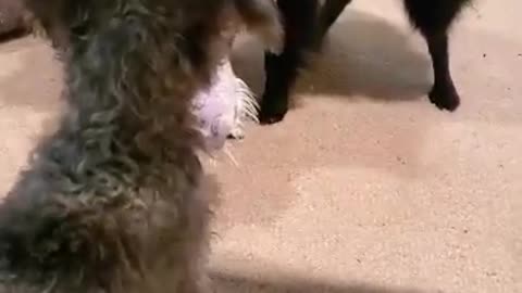 MonkeyBear not wanting to share his toy