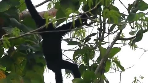 Wildlife in closer view with a natural perspective.
