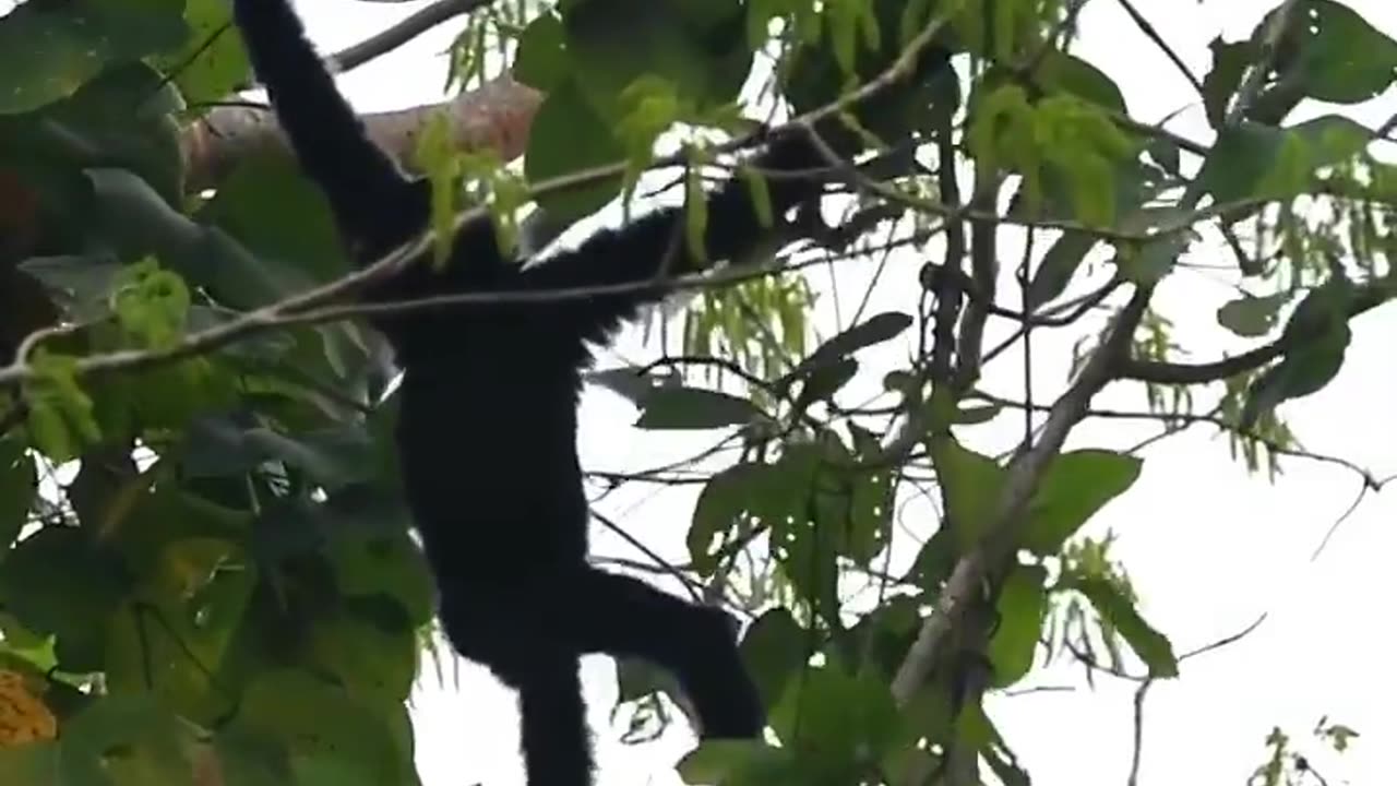 Wildlife in closer view with a natural perspective.