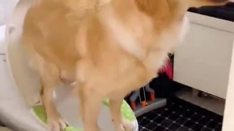 Dog lovers