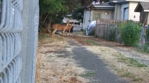 Good morning Deer! Part 2