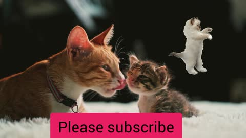 cat and cat children
