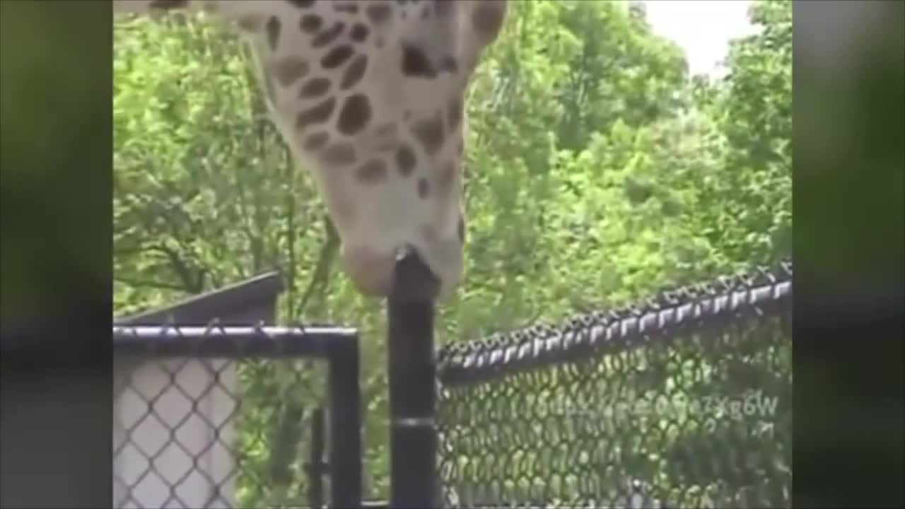 Joey afraid of nurses! Short Funny Videos Compilation 3