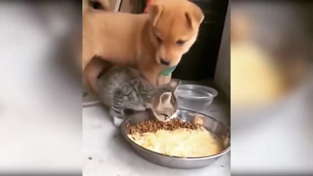 Funny Animals Сompilation 👍 Best Of The 😹 2020-2021 🤣 #17