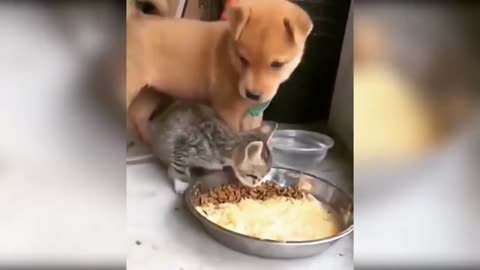 Funny Animals Сompilation 👍 Best Of The 😹 2020-2021 🤣 #17