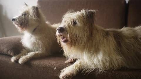 Cute and so amazing puppy dog