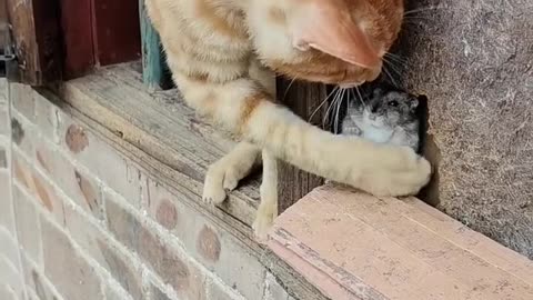 Funny video