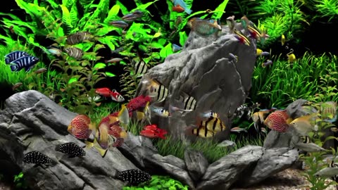 colorful ornamental fish