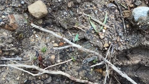 Deer Tracks