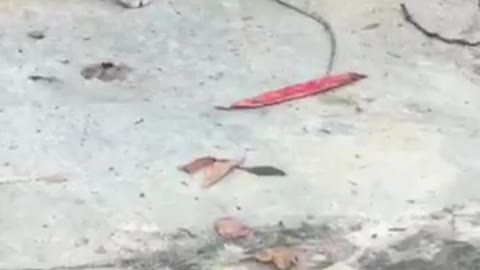 fight between the cat and the chameleon