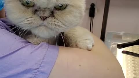 Cat_grooming Cat hair removal and Cat_grooming