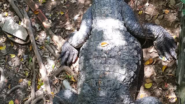 WHITE CROCODILE EYES