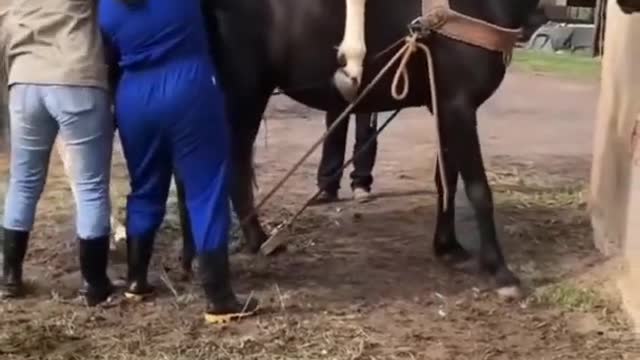 Best wild horses Mare revolutionizing young foals future stallions Horses 55