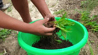 Corn planting in small garden