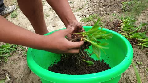 Corn planting in small garden