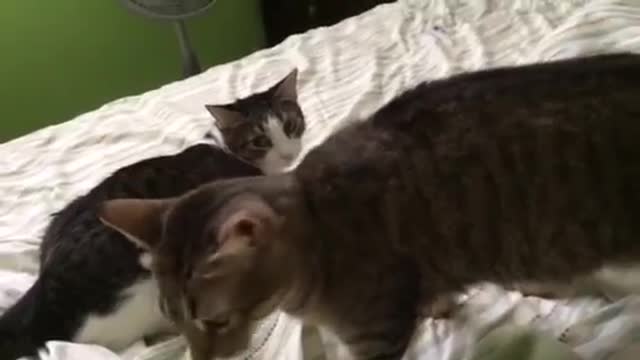 Cat gets jealous