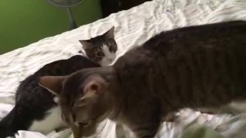 Cat gets jealous