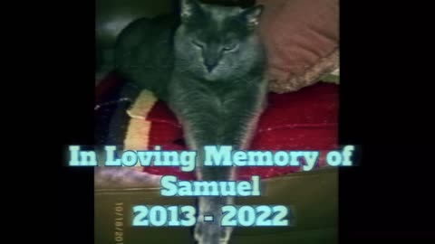 Birthday Blues - In Loving Memory of Our Beloved Cat, Samuel by @FlossyMay4u2c