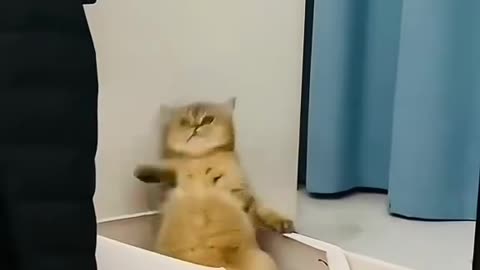 Cats are funny and enjoyable to watch