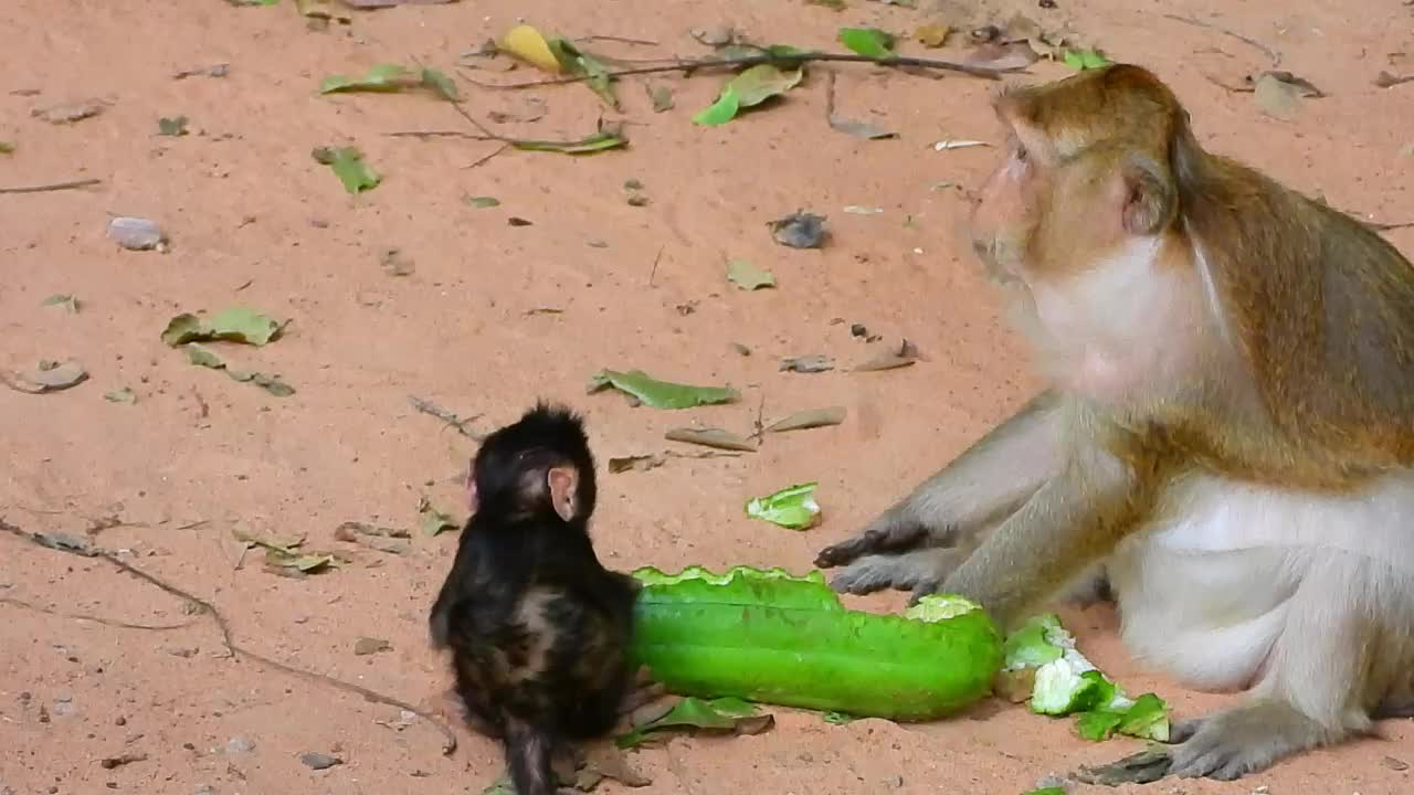 Branda and Brinn have huge luffer gourd