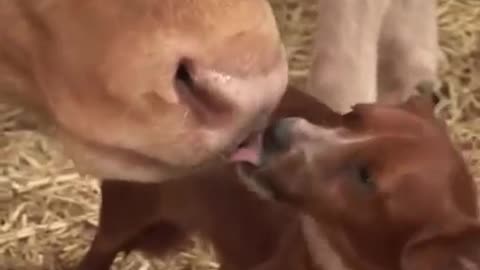 Cub is separated from the cow that raised him - The reaction is touching!.