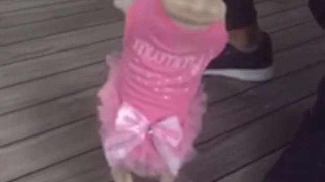 French bulldog ballerina puppy dance