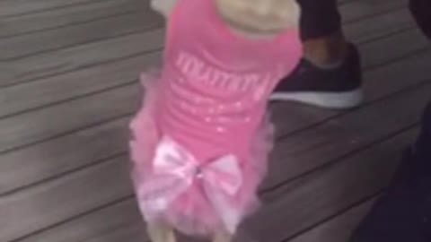 French bulldog ballerina puppy dance