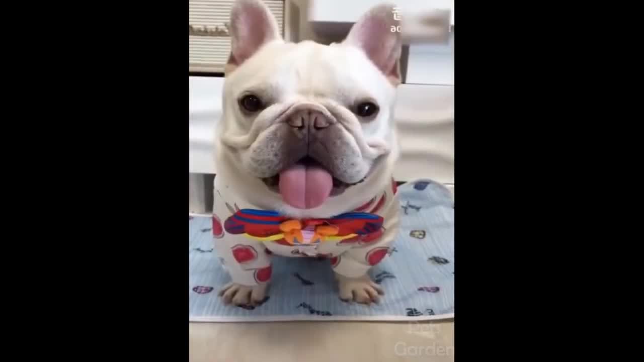 funny dogs and cats 2021-Try not to laugh