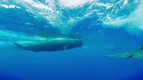 Filming a Family of Whales The Making of Mammals BBC Earth