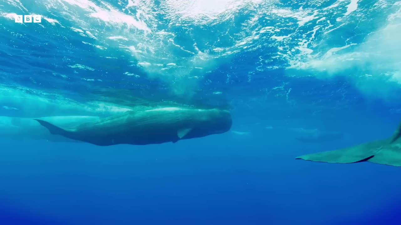 Filming a Family of Whales The Making of Mammals BBC Earth