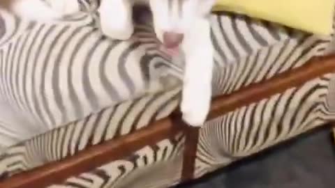 Ceylon husky lovely moment part 5 😍 lovely husky baby.