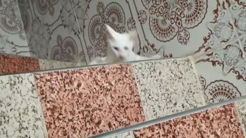 Beautiful cat loves to play