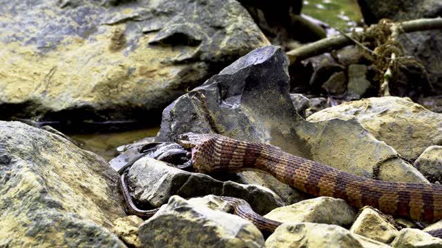 Snake eating mouse