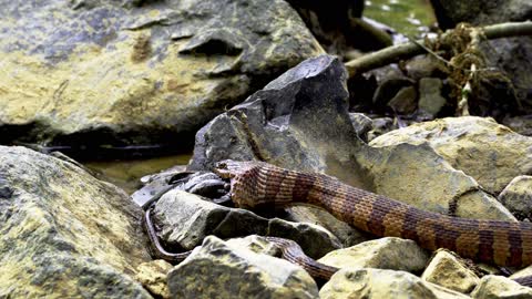 Snake eating mouse
