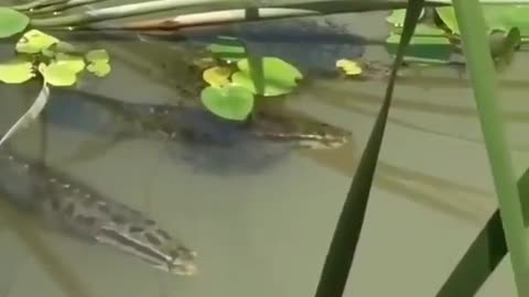 This is a beautiful and charming water-dwelling species