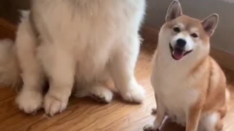 Funny animals from Tik Tok