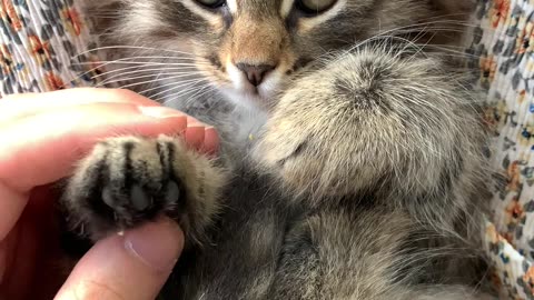 Cute cat