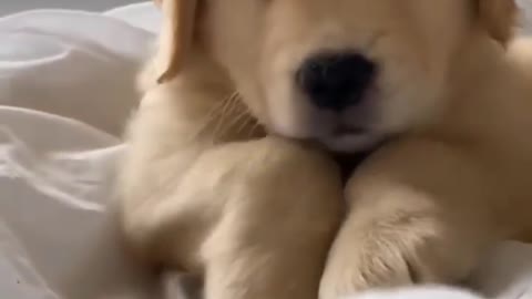 Aww so cute , cutest dog video compilation.